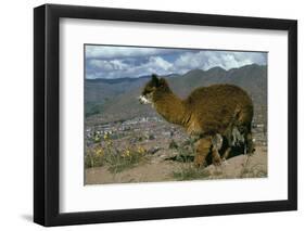 Alpaca, Cuzco, Peru, South America-Sybil Sassoon-Framed Photographic Print