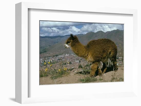 Alpaca, Cuzco, Peru, South America-Sybil Sassoon-Framed Photographic Print