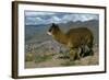 Alpaca, Cuzco, Peru, South America-Sybil Sassoon-Framed Photographic Print