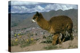 Alpaca, Cuzco, Peru, South America-Sybil Sassoon-Stretched Canvas