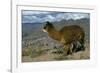 Alpaca, Cuzco, Peru, South America-Sybil Sassoon-Framed Photographic Print