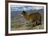 Alpaca, Cuzco, Peru, South America-Sybil Sassoon-Framed Photographic Print