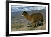 Alpaca, Cuzco, Peru, South America-Sybil Sassoon-Framed Photographic Print