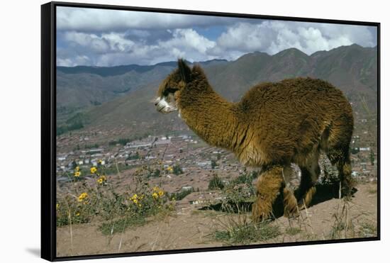 Alpaca, Cuzco, Peru, South America-Sybil Sassoon-Framed Stretched Canvas