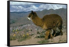 Alpaca, Cuzco, Peru, South America-Sybil Sassoon-Framed Stretched Canvas