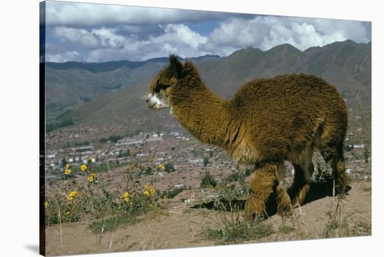 Alpaca, Cuzco, Peru, South America-Sybil Sassoon-Stretched Canvas