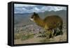 Alpaca, Cuzco, Peru, South America-Sybil Sassoon-Framed Stretched Canvas