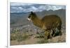 Alpaca, Cuzco, Peru, South America-Sybil Sassoon-Framed Photographic Print