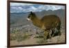 Alpaca, Cuzco, Peru, South America-Sybil Sassoon-Framed Photographic Print