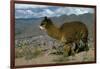 Alpaca, Cuzco, Peru, South America-Sybil Sassoon-Framed Photographic Print