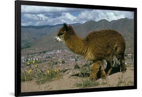 Alpaca, Cuzco, Peru, South America-Sybil Sassoon-Framed Photographic Print