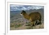 Alpaca, Cuzco, Peru, South America-Sybil Sassoon-Framed Photographic Print