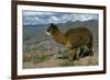 Alpaca, Cuzco, Peru, South America-Sybil Sassoon-Framed Photographic Print