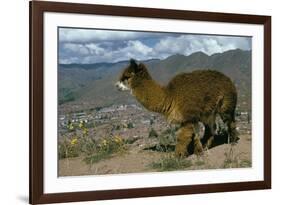 Alpaca, Cuzco, Peru, South America-Sybil Sassoon-Framed Photographic Print