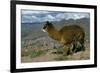 Alpaca, Cuzco, Peru, South America-Sybil Sassoon-Framed Photographic Print