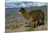 Alpaca, Cuzco, Peru, South America-Sybil Sassoon-Mounted Photographic Print