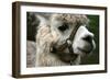 Alpaca Face-Mouskie-Framed Photographic Print