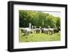 Alpaca Farm. Millbrook, New York, USA-Julien McRoberts-Framed Photographic Print