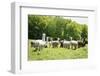 Alpaca Farm. Millbrook, New York, USA-Julien McRoberts-Framed Photographic Print