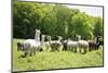 Alpaca Farm. Millbrook, New York, USA-Julien McRoberts-Mounted Photographic Print