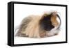 Alpaca Guinea Pig in Studio-null-Framed Stretched Canvas