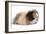 Alpaca Guinea Pig in Studio-null-Framed Photographic Print