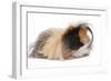 Alpaca Guinea Pig in Studio-null-Framed Photographic Print