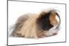 Alpaca Guinea Pig in Studio-null-Mounted Photographic Print