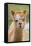 Alpaca Head of Alpaca Domesticated Camelid-null-Framed Stretched Canvas