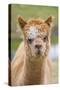 Alpaca Head of Alpaca Domesticated Camelid-null-Stretched Canvas