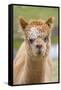 Alpaca Head of Alpaca Domesticated Camelid-null-Framed Stretched Canvas
