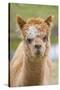 Alpaca Head of Alpaca Domesticated Camelid-null-Stretched Canvas