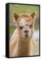 Alpaca Head of Alpaca Domesticated Camelid-null-Framed Stretched Canvas