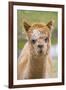 Alpaca Head of Alpaca Domesticated Camelid-null-Framed Photographic Print
