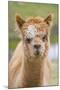 Alpaca Head of Alpaca Domesticated Camelid-null-Mounted Photographic Print