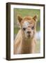 Alpaca Head of Alpaca Domesticated Camelid-null-Framed Photographic Print