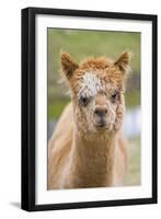 Alpaca Head of Alpaca Domesticated Camelid-null-Framed Photographic Print