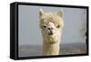 Alpaca Head of White Alpaca-null-Framed Stretched Canvas