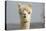 Alpaca Head of White Alpaca-null-Stretched Canvas