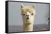 Alpaca Head of White Alpaca-null-Framed Stretched Canvas