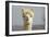 Alpaca Head of White Alpaca-null-Framed Photographic Print