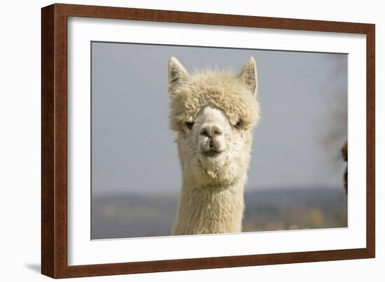 Alpaca Head of White Alpaca-null-Framed Photographic Print