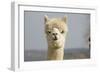 Alpaca Head of White Alpaca-null-Framed Photographic Print