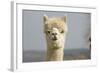 Alpaca Head of White Alpaca-null-Framed Photographic Print