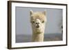 Alpaca Head of White Alpaca-null-Framed Photographic Print