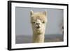 Alpaca Head of White Alpaca-null-Framed Photographic Print