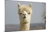 Alpaca Head of White Alpaca-null-Mounted Photographic Print