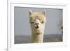 Alpaca Head of White Alpaca-null-Framed Photographic Print