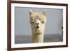 Alpaca Head of White Alpaca-null-Framed Photographic Print