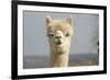 Alpaca Head of White Alpaca-null-Framed Photographic Print